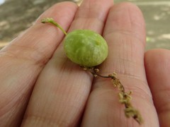 Dryocosmus quercuspalustris