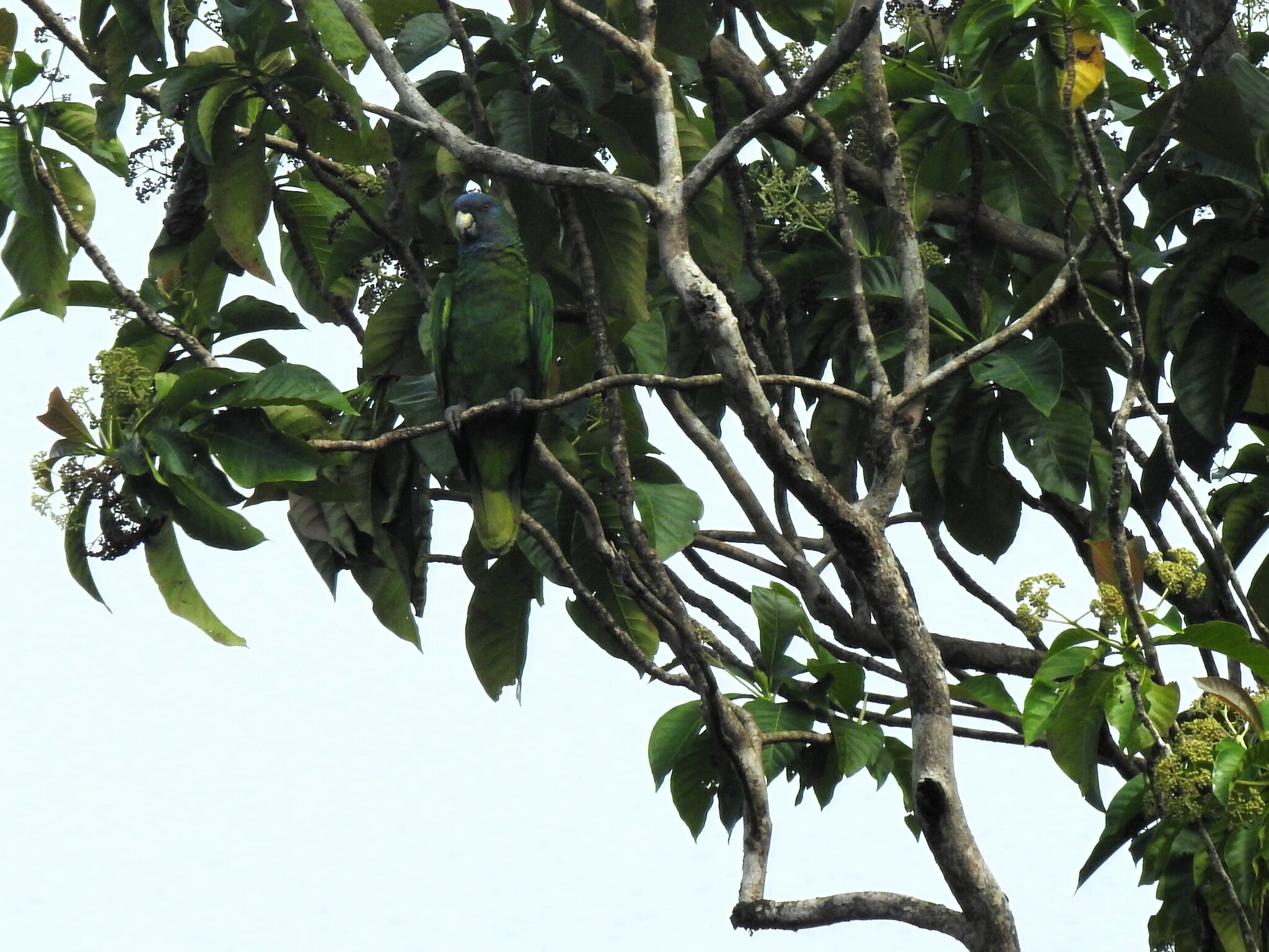 Red-necked Amazon (Amazona arausiaca), photo 3