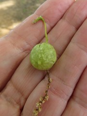 Dryocosmus quercuspalustris