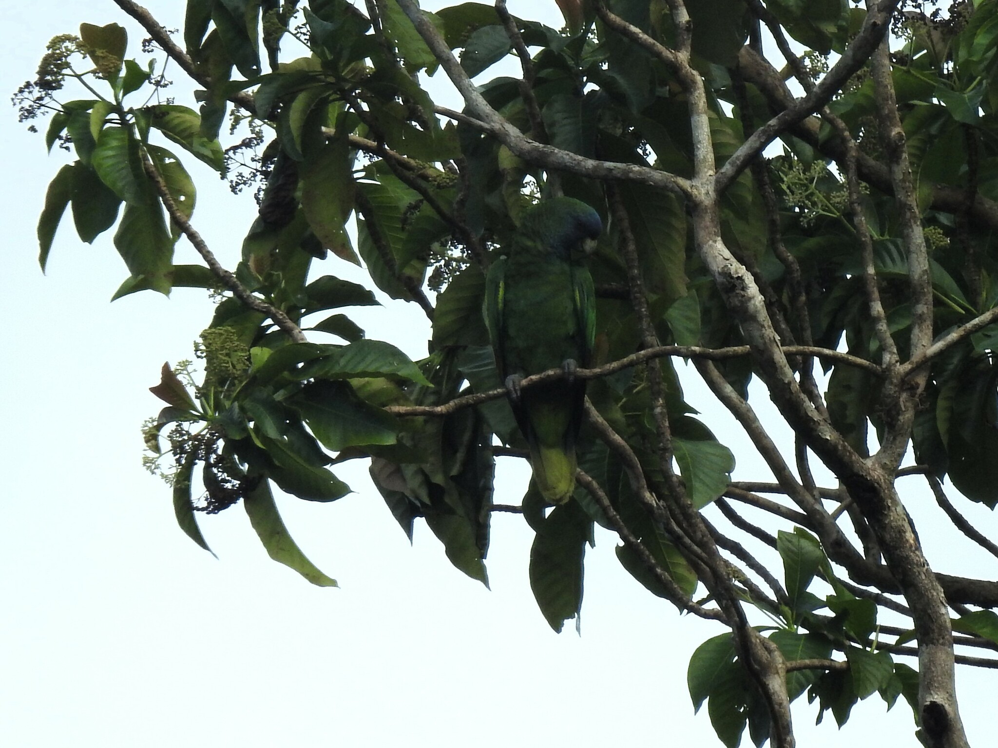 Red-necked Amazon (Amazona arausiaca), photo 9