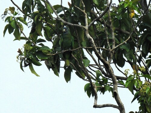 Red-necked Amazon (Amazona arausiaca), photo 3