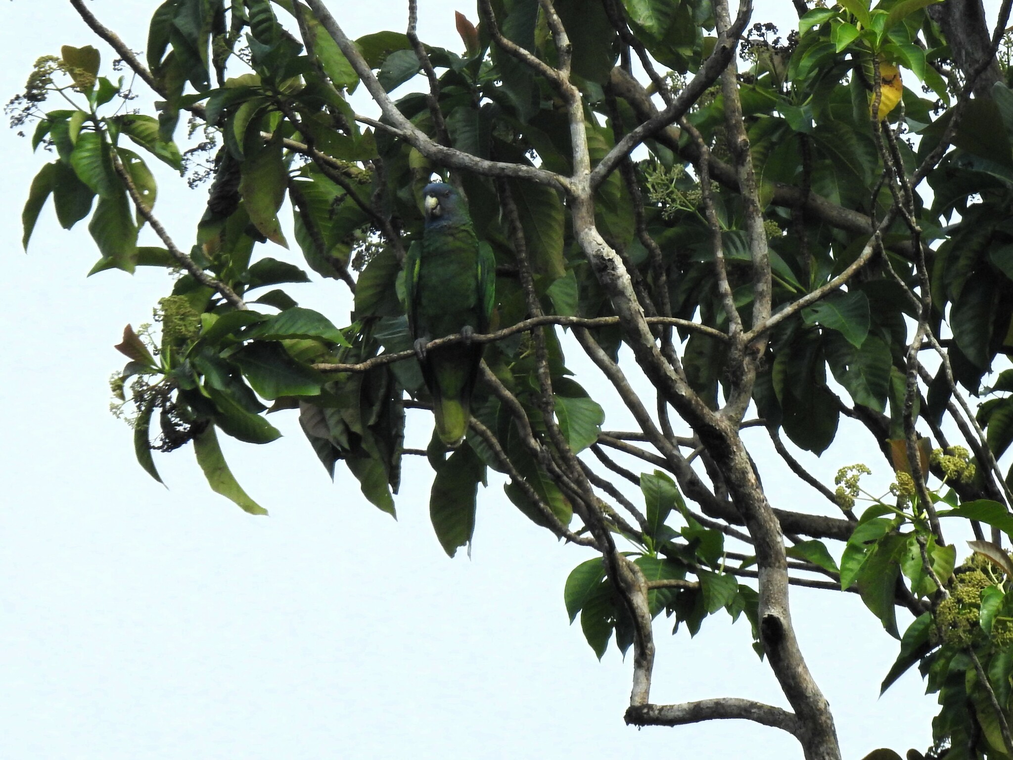 Red-necked Amazon (Amazona arausiaca), photo 4