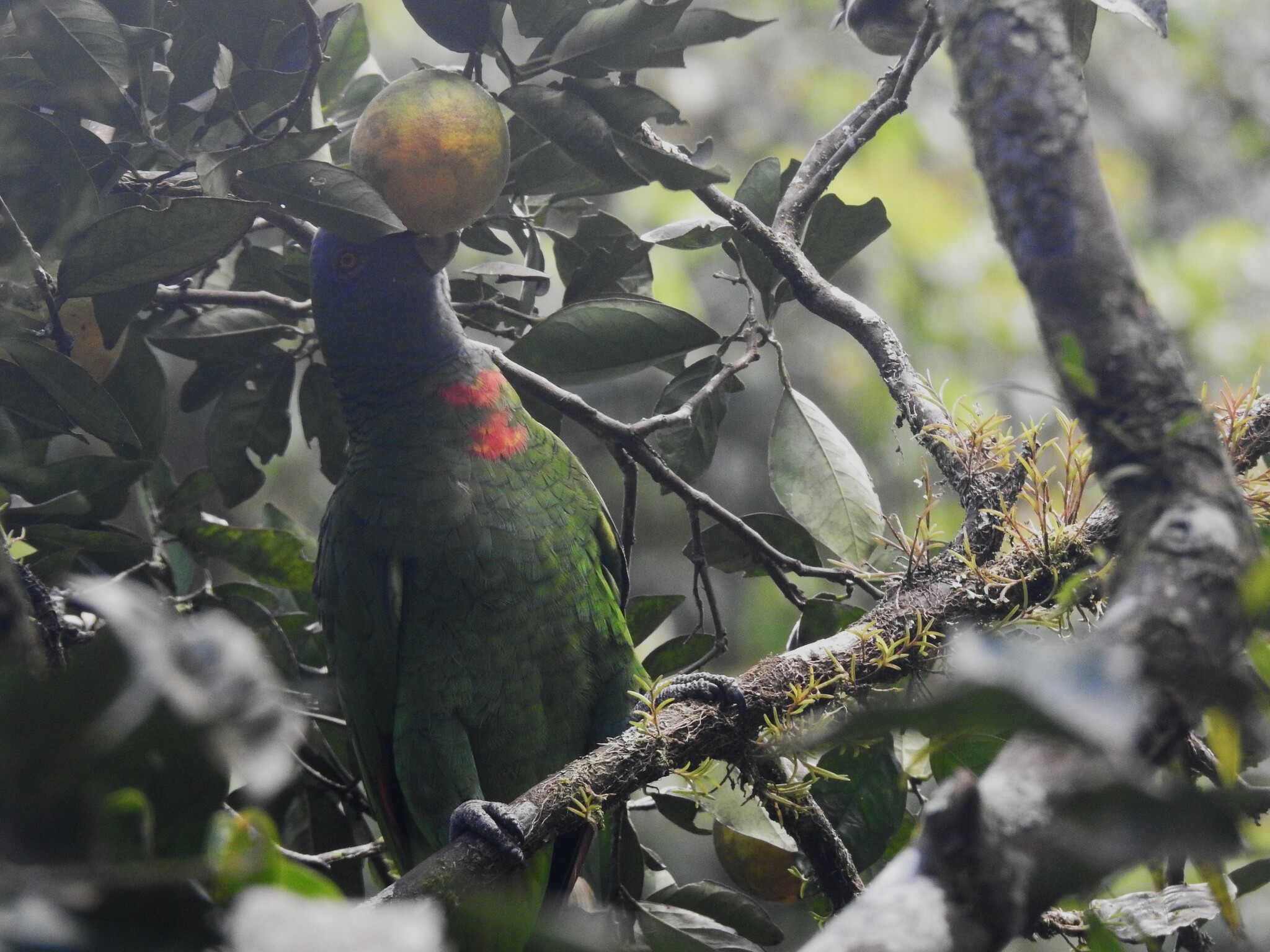 Red-necked Amazon (Amazona arausiaca), photo 10