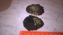 Patella tenuis