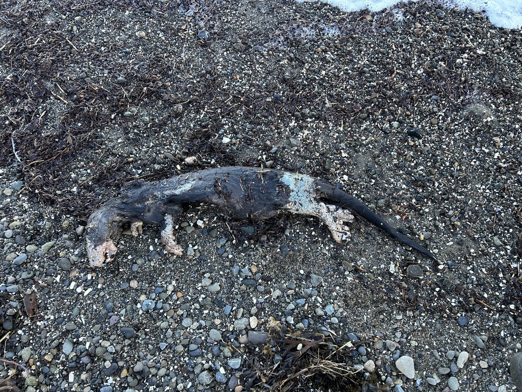 Haida Gwaii River Otter