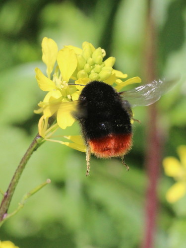 Red-tailed Bumble Bee, photo 3 of 8