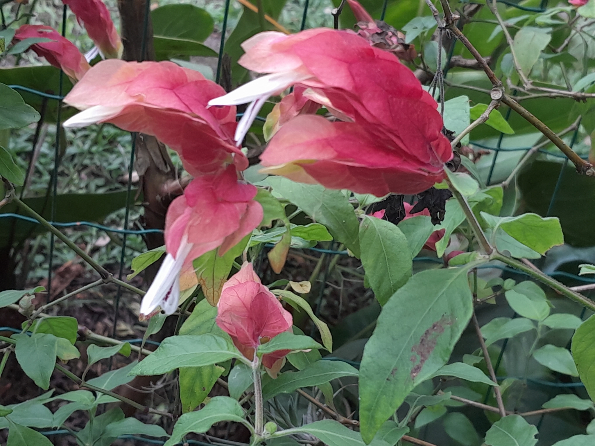 Imagem de Camarão-vermelho