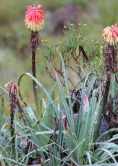 Kniphofia caulescens