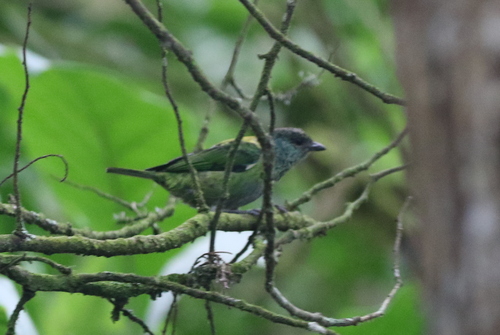 Black-capped Tanager (Stilpnia heinei), photo 6