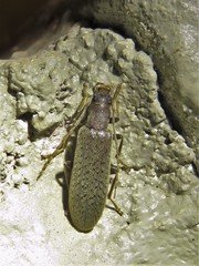 Sparedrus aspersus