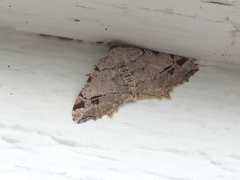 Macaria aequiferaria