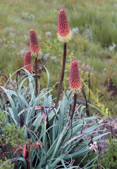 Kniphofia caulescens