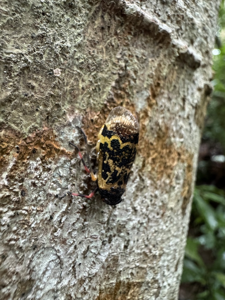 Crepusia nuptialis