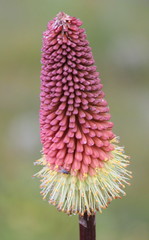 Kniphofia caulescens