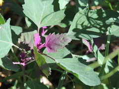 Chenopodium album