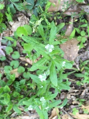 Myosotis macrosperma