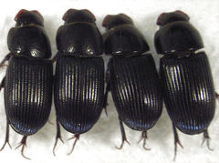 Ataenius picinus