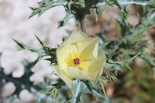 Pale Mexican pricklypoppy (Argemone ochroleuca)