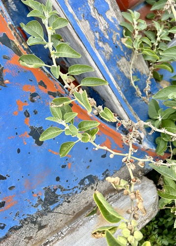 Foto de Phisales