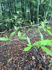 Rhododendron calendulaceum