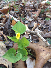 Viola pubescens