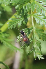 Aglaostigma aucupariae