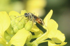 Aglaostigma aucupariae