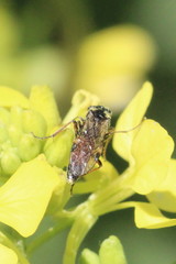 Aglaostigma aucupariae