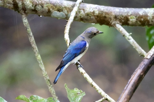 Blue-and-white Flycatcher