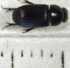Ataenius picinus