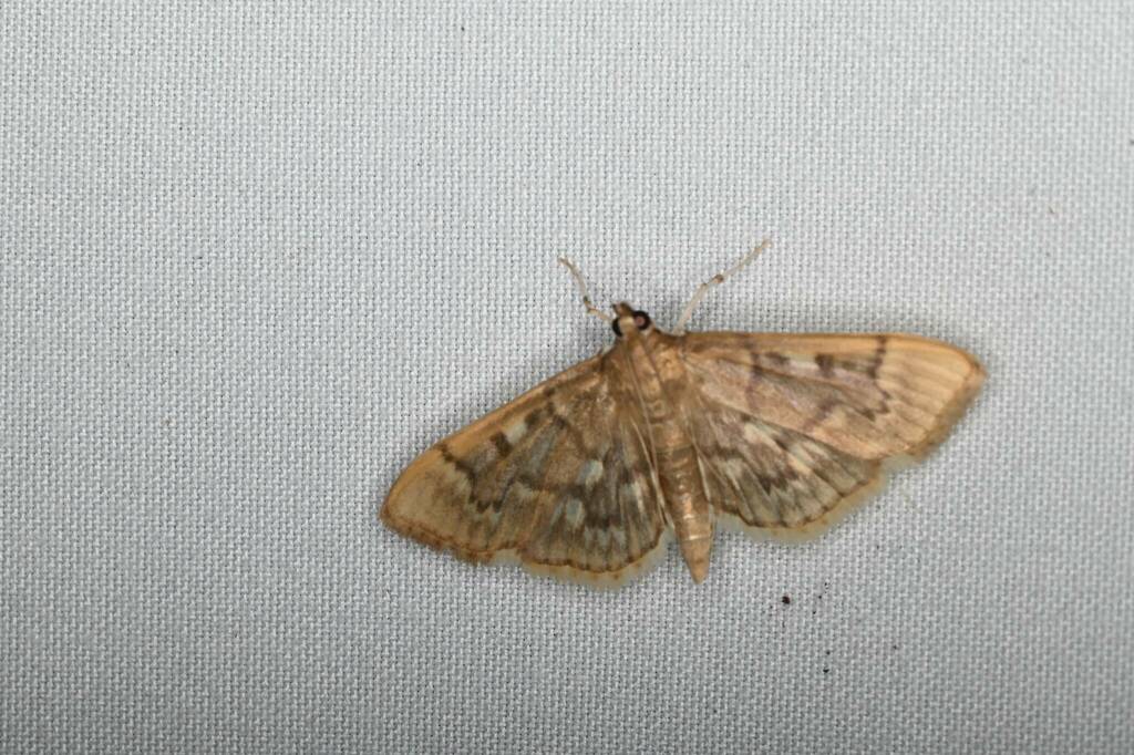 Pearl Moths from 234 Mirror Lake Rd, North Woodstock, NH 03262 on