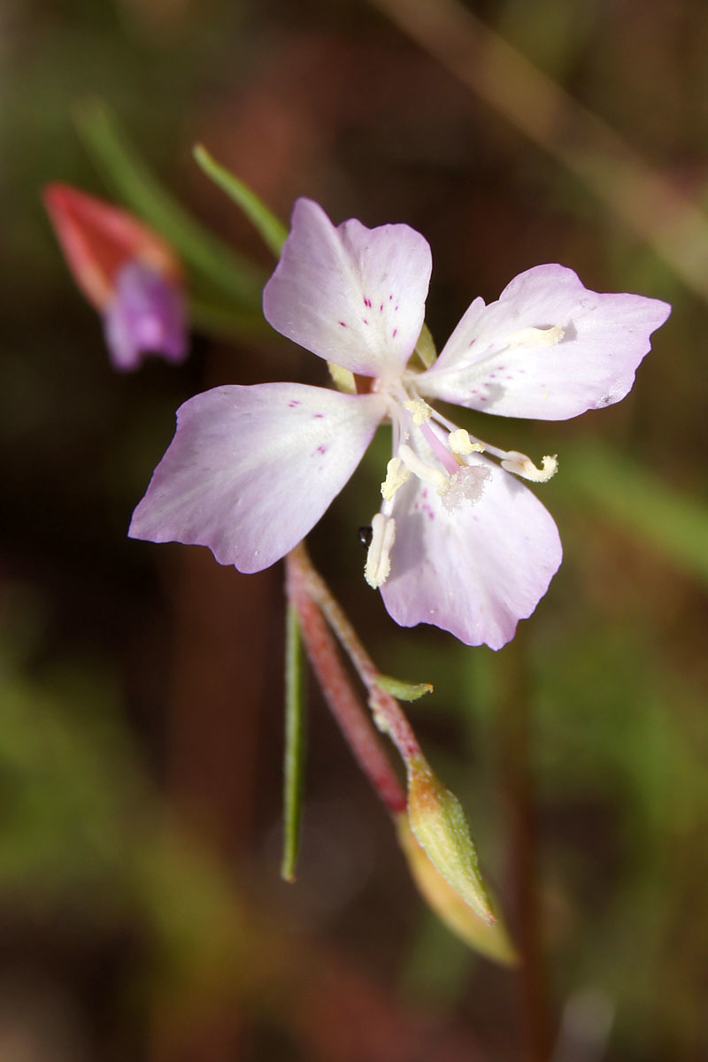 Clarkia similis