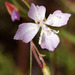 Ramona Clarkia - Photo (c) Wayfinder_73, some rights reserved (CC BY-NC-ND)