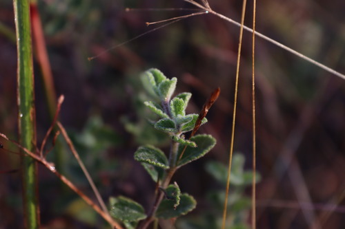 Image of Endostemon viscosus by (c) Vikas D Prasad, some rights reserved (CC BY-SA)