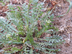Capsella bursa-pastoris