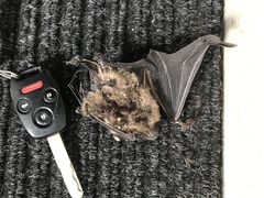 Myotis leibii