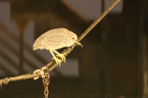Black-crowned Night Heron photographed in New York