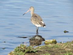 Limosa limosa islandica