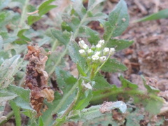 Capsella bursa-pastoris