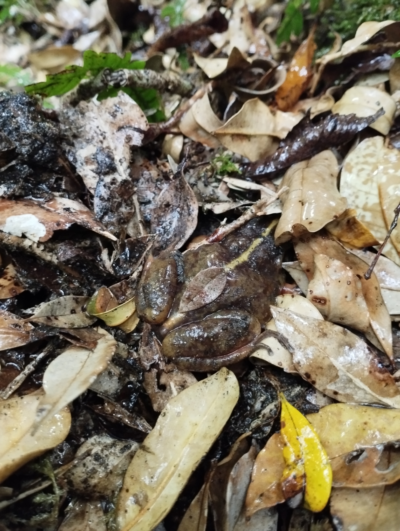 Eupsophus emiliopugini Formas, 1989