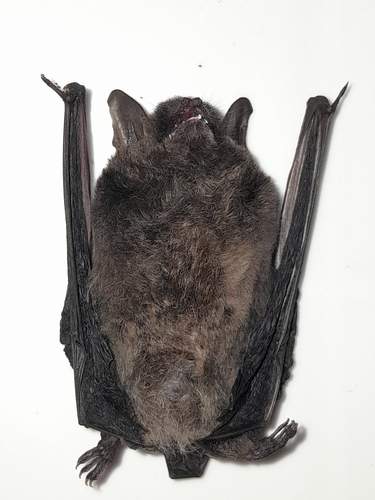 Black Myotis