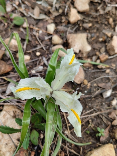 Iris palaestina (Baker) Barbey