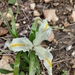 Iris palaestina - Photo (c) eblinkoff, alguns direitos reservados (CC BY-NC)