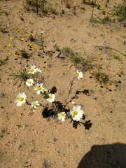Layia glandulosa