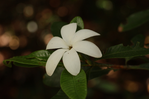 Gardenia observed 2023-09-21