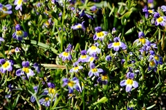 Porterella carnosula