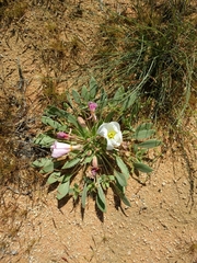 Oenothera deltoides