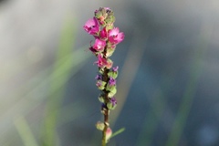 Sidalcea oregana