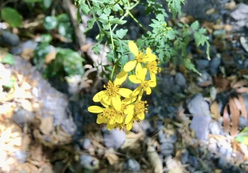 Image of Bidens reptans by no rights reserved