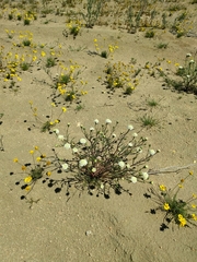 Chaenactis fremontii